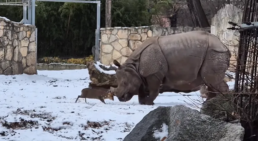 山羌「單挑」犀牛的畫面引發熱議。(圖/翻攝Instagram@zoowroclaw)
