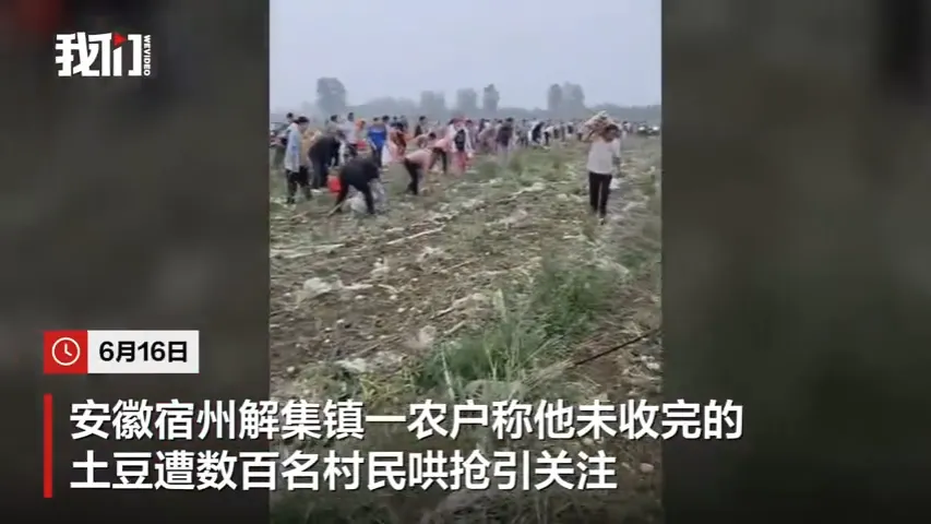 安徽宿州某農場承包商稱，自己未收完的馬鈴薯遭村民哄搶。（圖／翻攝微博@新京報）