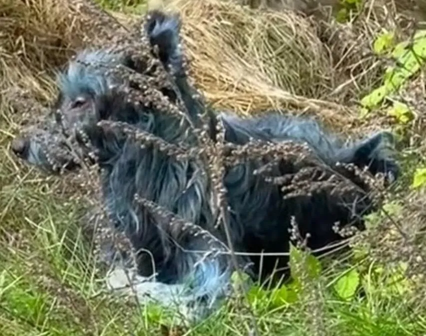 車諾比核災地點附近出現藍色的狗。(圖/翻攝Instagram「dogsofchernobyl1」)