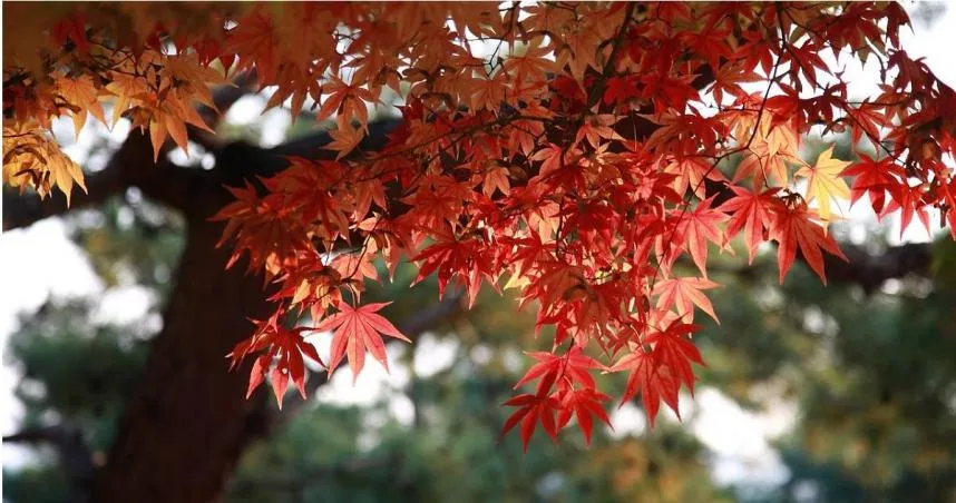 9月23日將迎來24節氣中的「秋分」。（示意圖／取自pixabay）