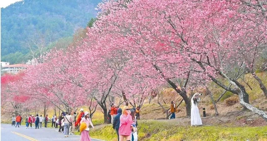 雪霸國家公園武陵櫻花正值盛開，交管時間延長至3月2日。（圖／報系資料照）