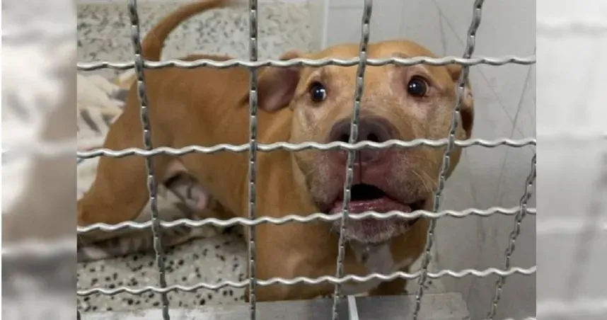 徐姓飼主6日、17日早上載比特犬Lucky外出,兩次都在紅燈時愛犬跳車咬傷機車騎士。(圖/翻攝畫面)