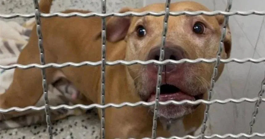 兩度跳出車窗咬傷人的比特犬Lucky，台北市動物保護處目前把犬隻獨自關在暫時收容舍。動保處21日表示，已收到飼主繳納的罰鍰。（圖/台北市動保處）