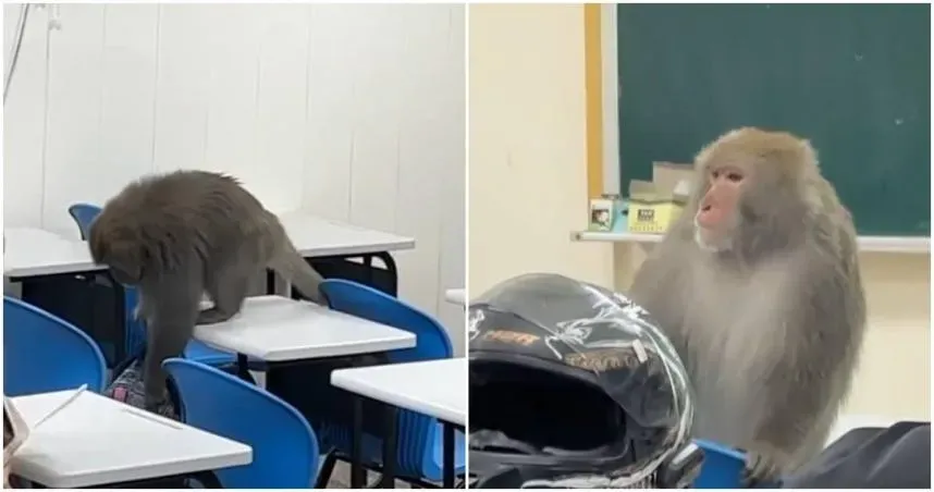 獼猴闖入中山大學教室。(圖/threads/@kying0409)