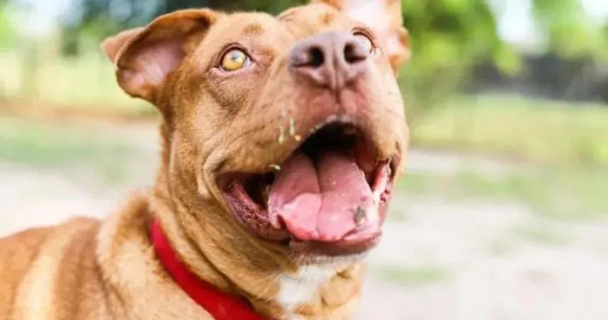 花蓮一隻比特犬日前咬傷8歲男童。（示意圖／Pexels）
