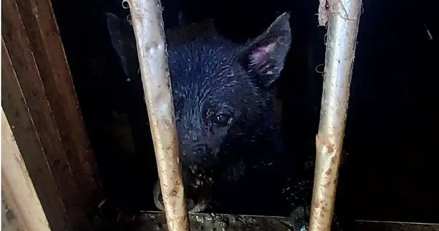 新北市新店區發生不當飼養案件，6犬隻被關在山上空屋，連乾淨飲水和飲食都沒有。（圖／新北市動保處提供）
