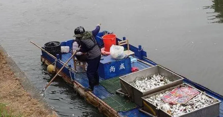 高雄愛河13日出沒大量死魚，並清除重達600公斤的魚屍，疑因氣溫驟降釀災。（圖／翻攝畫面）