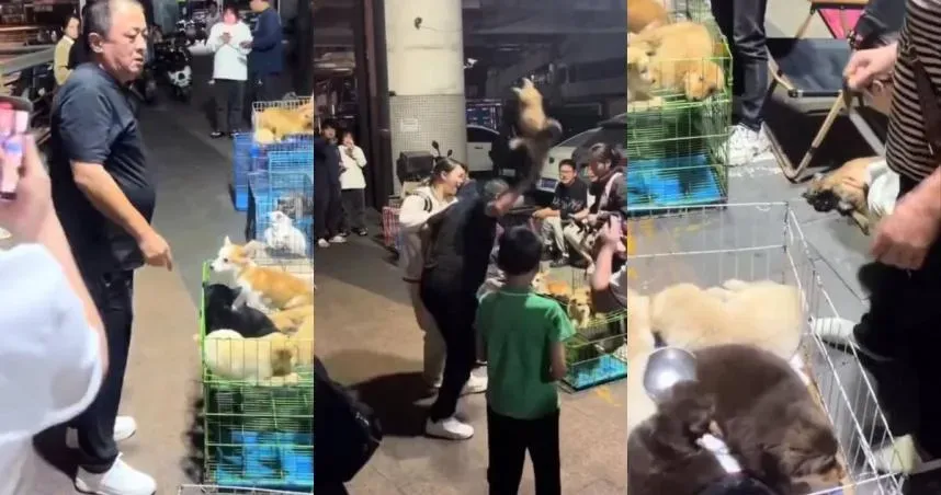 男子買狗後稱「養不了」要求退款被拒竟摔死幼犬。(圖/翻攝微博)