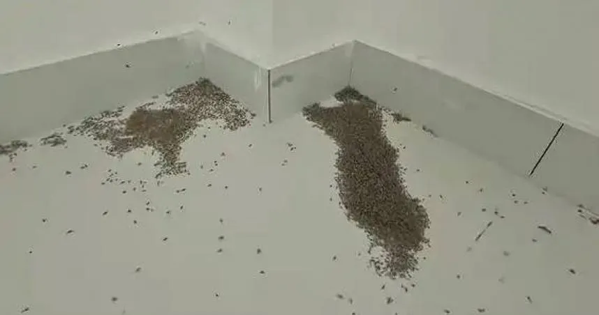河南高溫破40℃「蚊子集體暴斃」。（圖／翻攝微博）