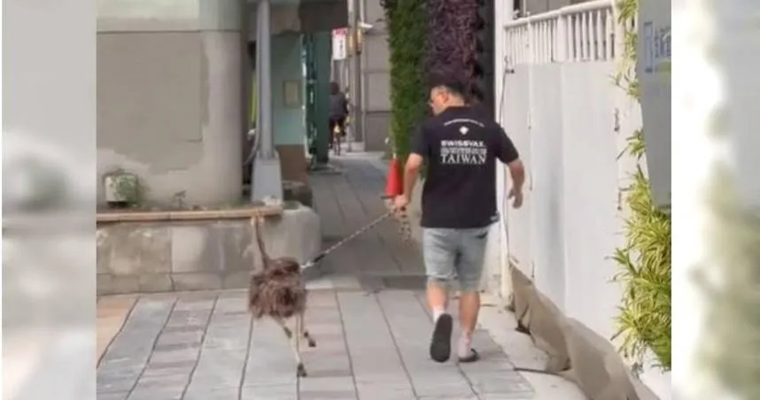 一名女網友在台北市信義區的人行道上，看到有男子在「遛鴕鳥」。（圖／翻攝自Threads＠yu_5.6）