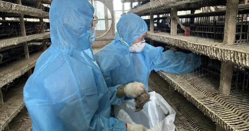 彰化縣鹿港鎮一處鵪鶉場爆發新型H5N1高病原性禽流感疫情。（圖／彰化縣政府提供）
