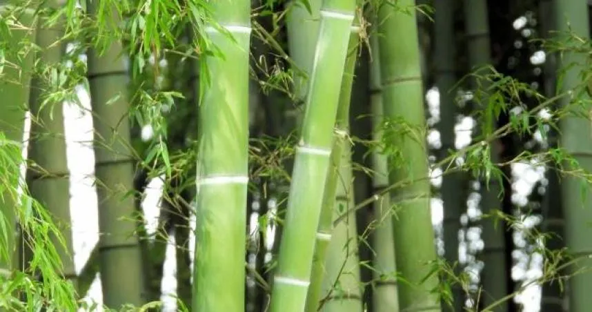 「白露」期間可以在家中東方擺放綠色植物來納福、納運。(示意圖/翻攝自photoAC)