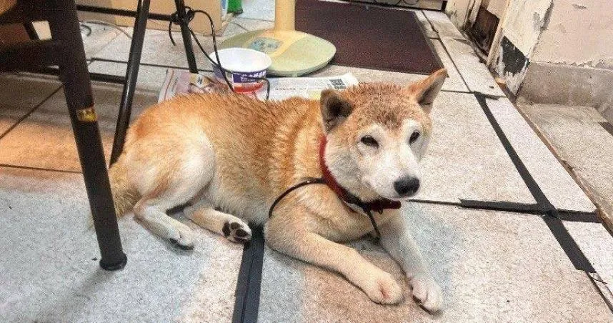 近期午後雷陣雨頻繁,巨響的雷聲常讓犬隻受到驚嚇而逃脫。(圖/翻攝自台北市政府官網)