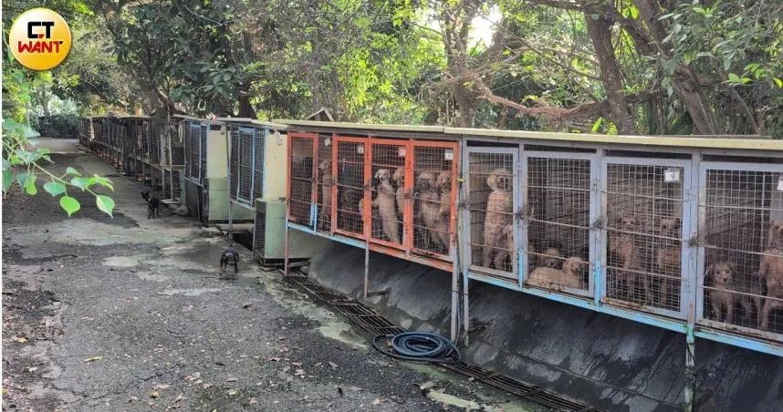 苗栗一名謝姓獸醫師被檢舉其所經營的繁殖場犬種幾乎全遭割除聲帶。（圖／CTWANT）