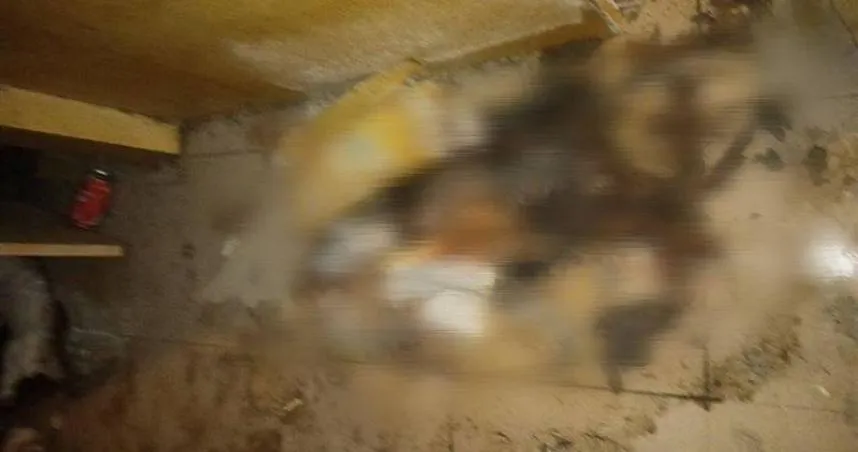 洪姓男子到高雄租屋，卻在屋內虐死3貓1狗且屍體都已腐爛，動保處將發文通知洪男到案說明。（圖／翻攝畫面）