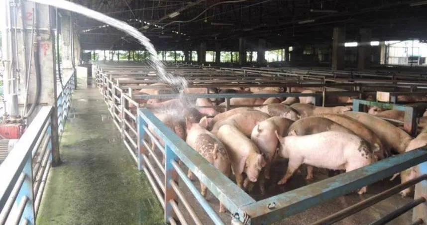 台中市梧棲區某廚餘養豬場爆出非洲豬瘟案例。(示意圖/報系資料照)