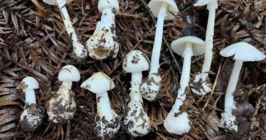 假淡紅鵝膏菌通常菌蓋中央呈粉紅色，邊緣白色，也有標本全白。（圖／翻攝自遵義晚報）