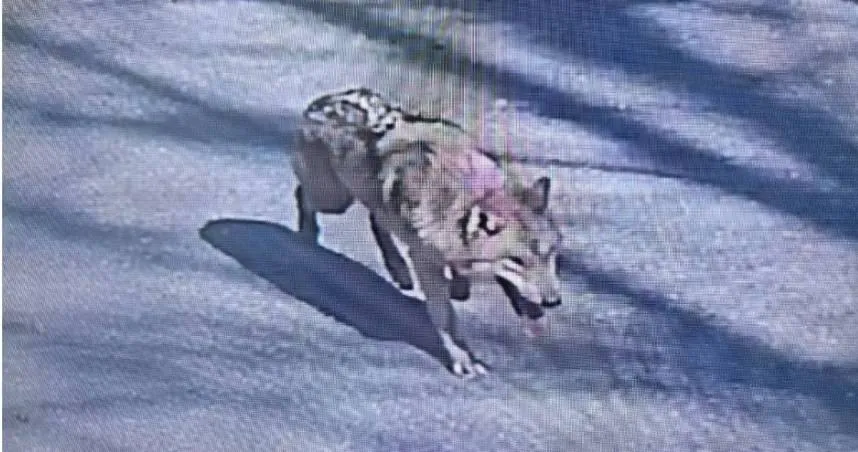 南韓動物園1匹2歲公狼「Neukgu」挖土翻牆逃跑7天，搜救隊伍派出無人機、麻醉槍都抓不到。（圖／翻攝自大田消防本部）