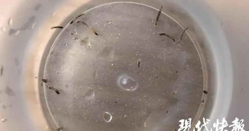 大陸一名8歲女童出現從口中吐出活蟲，醫師揪出元凶是一種常見於家中的黑色小飛蛾「蛾蚋」。（圖／翻攝自微博）
