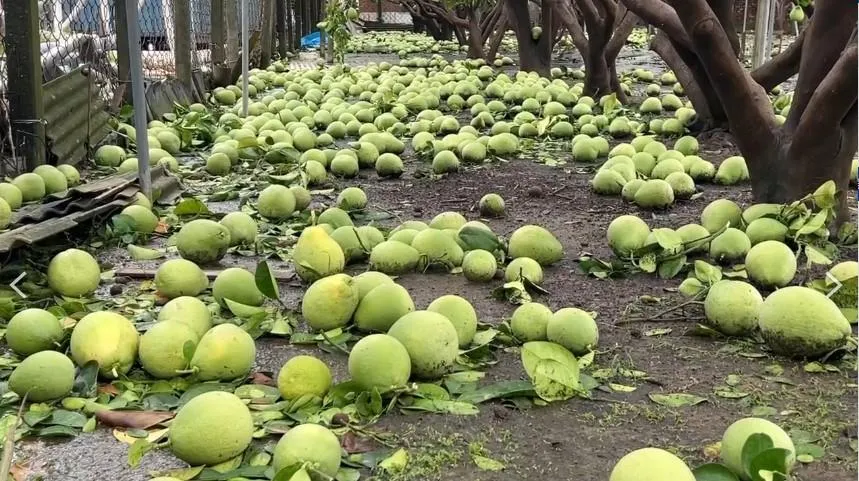 丹娜絲造成大量農損。（圖／谷旻攝）