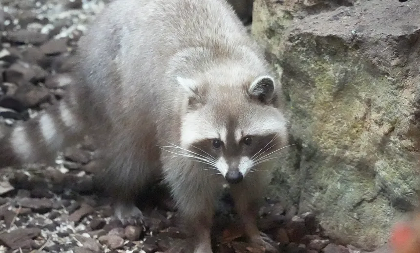 5月1日起，禁止一般家庭飼養浣熊。（圖／台北市立動物園）