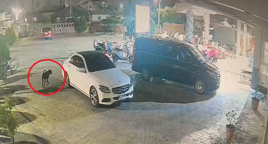 黑狗攻擊男童。（圖／翻攝畫面）