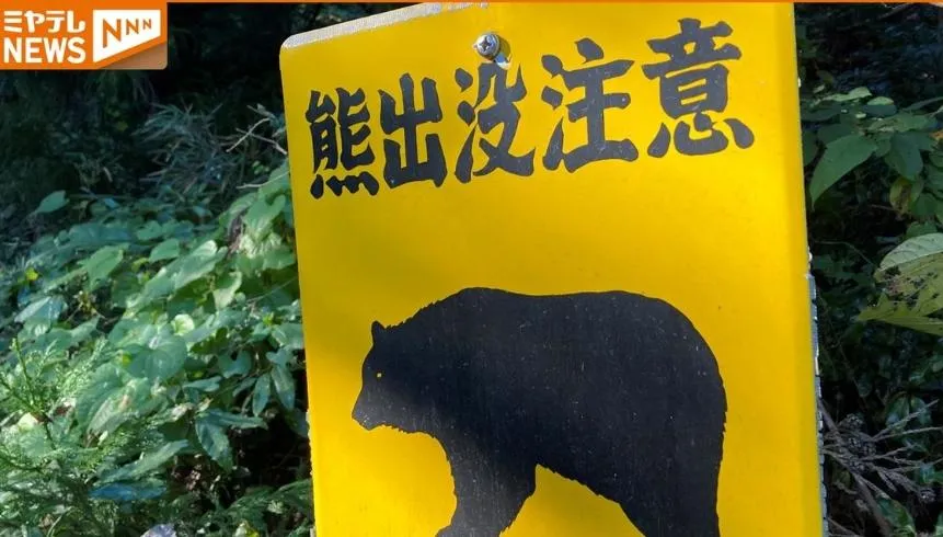 日本近年多地遭受熊害。（圖／翻攝NNN）