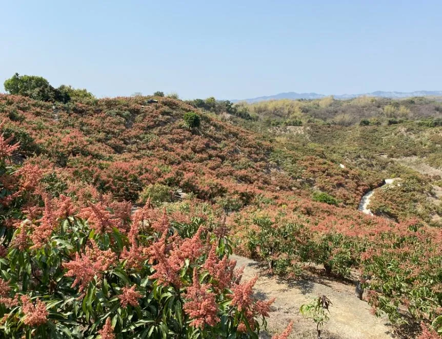 芒果花期時大面積開花，味道讓人難以忍受。（圖／農業部台南區農業改良場）