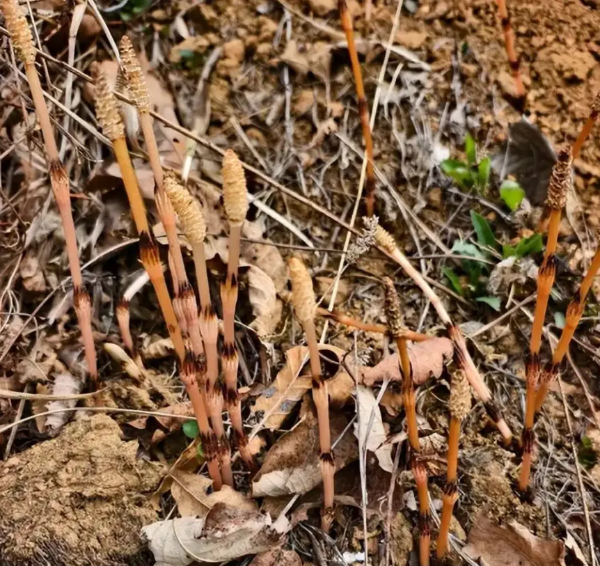 男童在採野菜時發現問荊草。(圖/翻攝《半島晨報》)