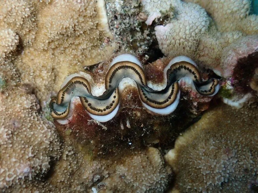 海保署已將7種硨磲貝列為珍貴稀有海洋保育類野生動物。圖為長硨磲貝。（圖／翻攝自海洋委員會海洋保育署官網）