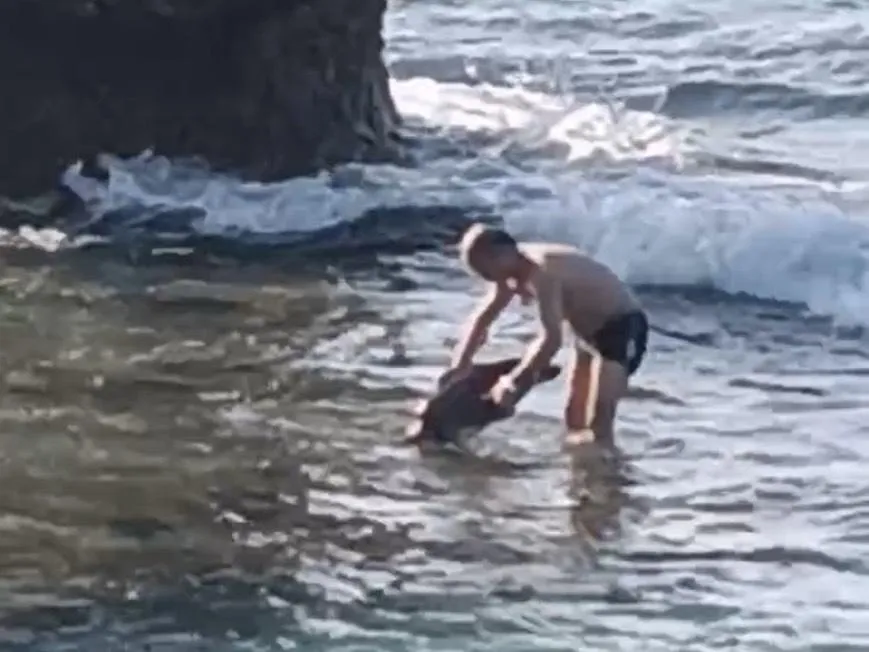 大陸籍人士小琉球違法碰觸海龜 海巡依法追查送辦。（圖／南部分署第五岸巡隊）