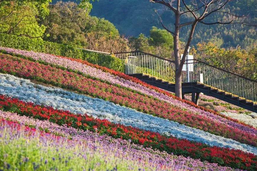 北投三層崎公園素有「台版富良野」之稱，各色花卉拼湊出大冠鷲的圖樣。（圖／翻攝自花IN台北官網）
