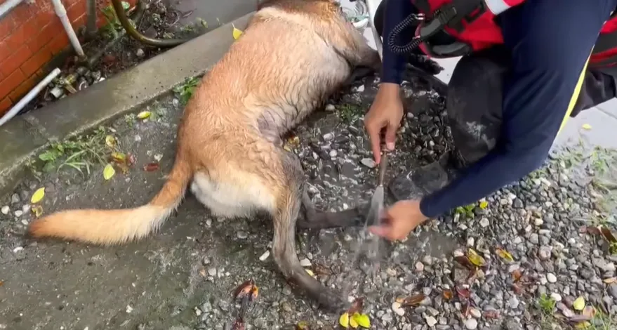 搜救犬在完成任務後要沖洗腳掌，避免卡碎石感染。（圖／翻攝自黃偉哲臉書）