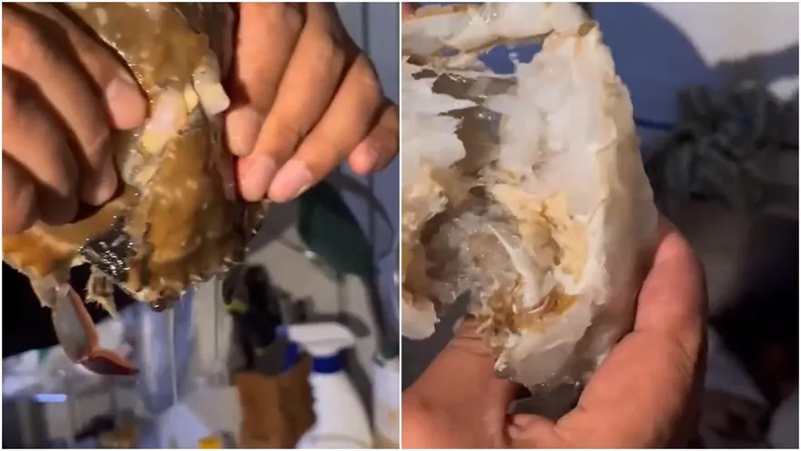 【影】一箱440元任選！爆買4箱「海鮮」回家　解凍後超傻眼：螃蟹全是空殼注水