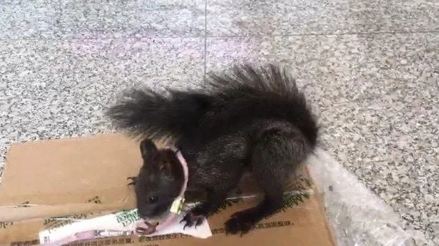 最萌公務員！陸首批6隻「緝毒松鼠」將上任　可高處搜毒適應複雜環境