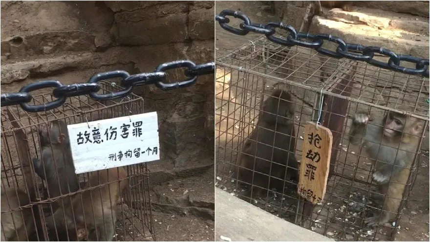 掃黑除惡向「猴」出手！峨眉山多隻獼猴「犯罪被拘留」　景區：人猴分離管理初見成效