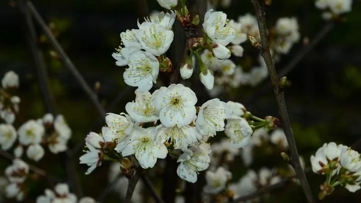 浙江培育新品種櫻花飄「螺螄粉味」　網友大呼造孽：寧願它不香也不想臭！