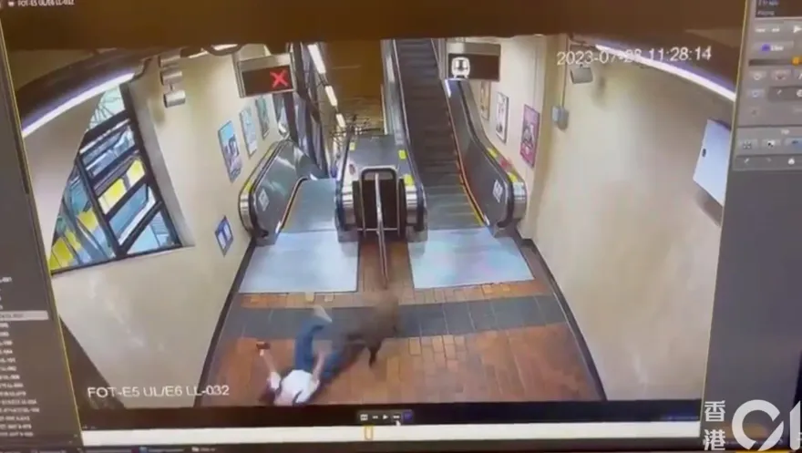 影/野豬闖港地鐵站！20秒內連襲2人　撞跌倒地再狠咬「褲都爛了」