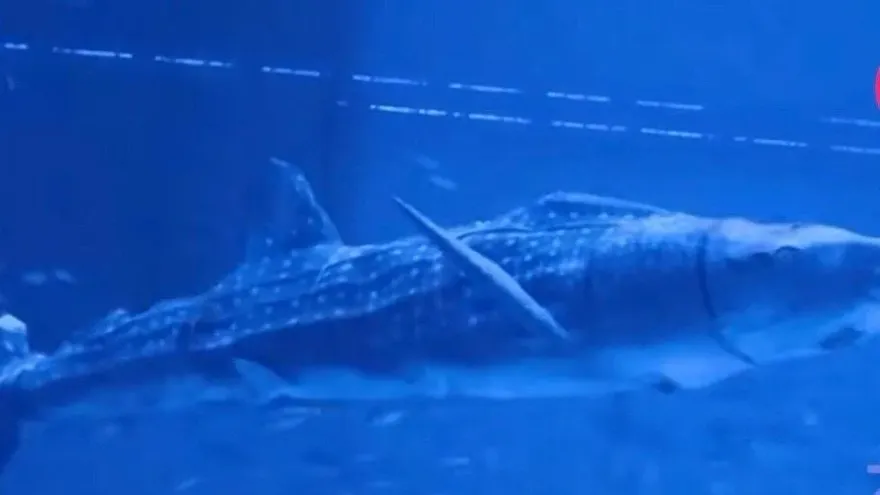 花1300元買票入園看「假鯊魚」？景區回應了！是「仿生高科技」