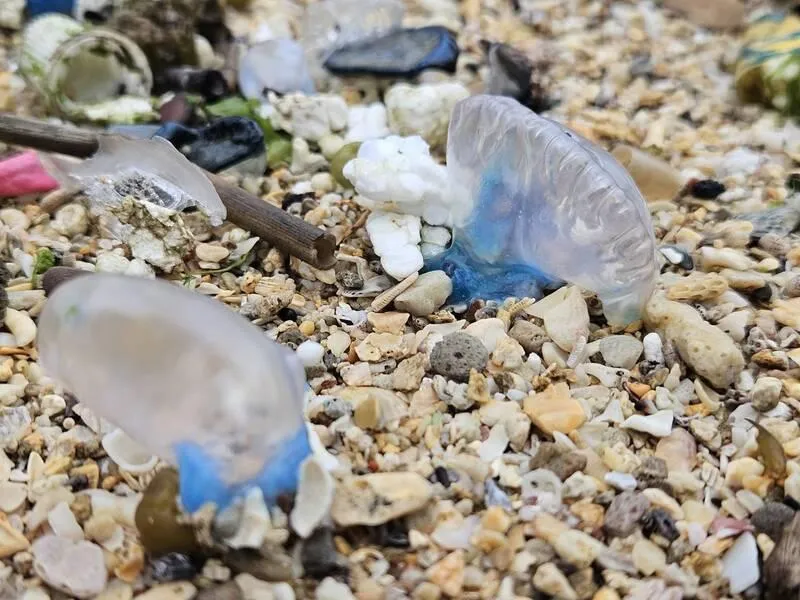 別亂撿！「劇毒僧帽水母」大量擱淺台東海岸　誤碰恐致命