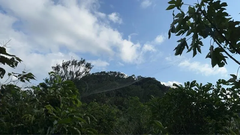 4隻黑鳶命喪大型鳥網　基隆警破「暗黑集團」逮2嫌