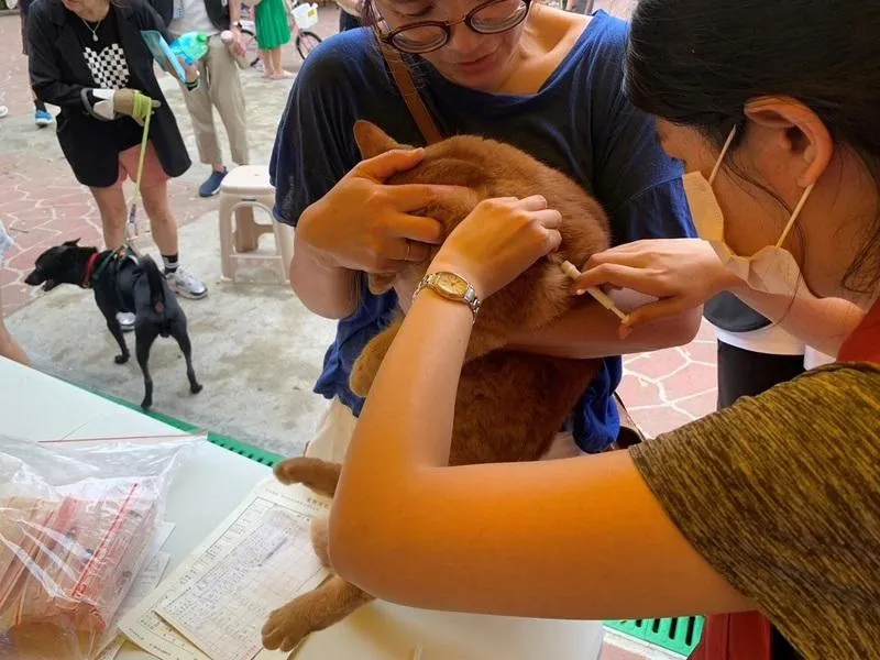 貓奴注意！強制晶片植入「倒數20天」　未登記恐噴1.5萬