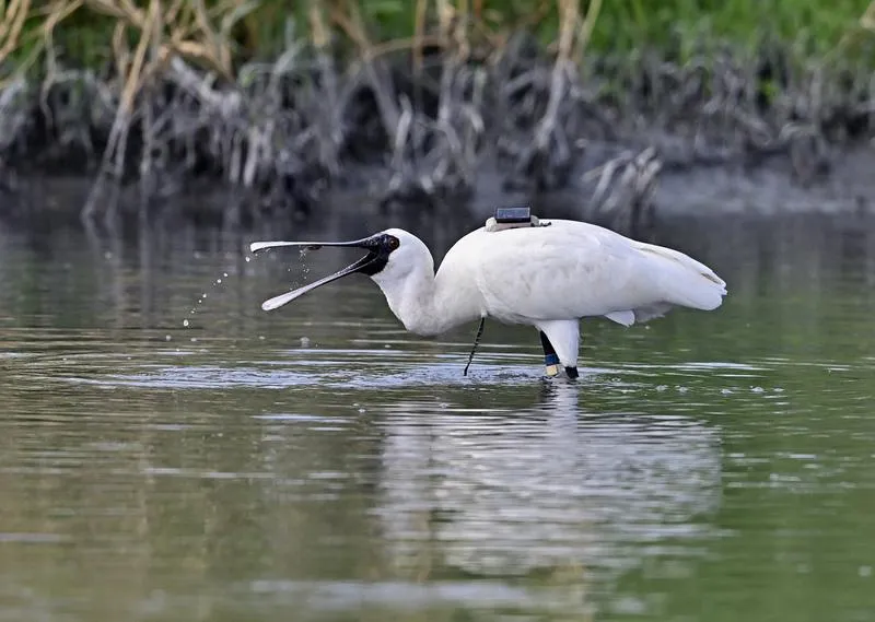 2年前韓國繫放！黑面琵鷺「12E」背小書包現身台東