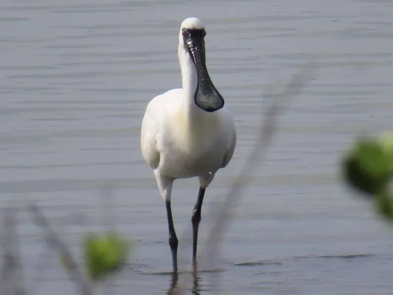 外籍移工遭疑獵捕黑面琵鷺　專家確認是白腹秧雞