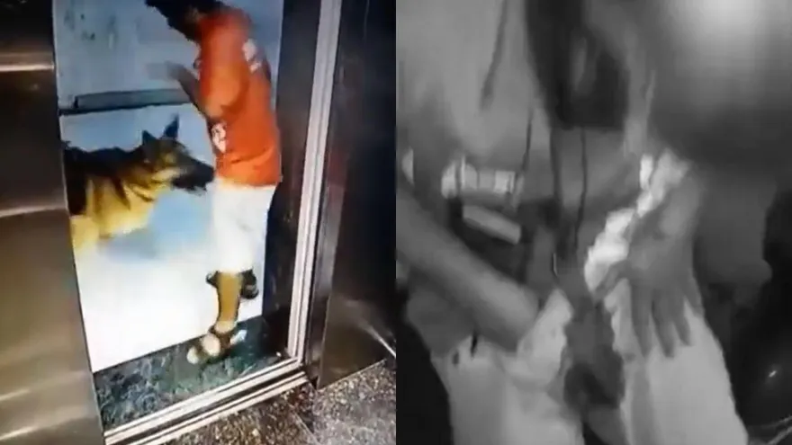 下樓遭狼犬「突襲弟弟」！外送員龍柱見血「慘成番茄炒蛋」　手抓褲檔痛到凍未條
