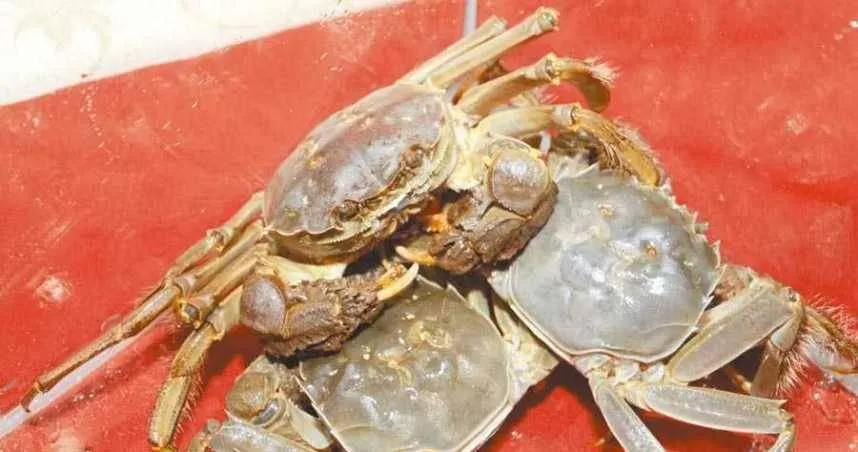 秋天吃蟹要注意…「死螃蟹不能吃」超市卻賣冷凍蟹　背後原因揭密