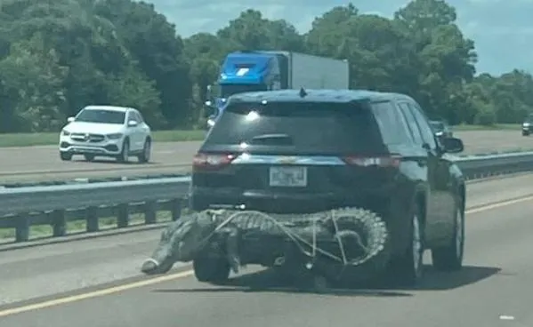 美國佛羅里達的日常？　「鱷魚折尾」五花大綁掛後保桿