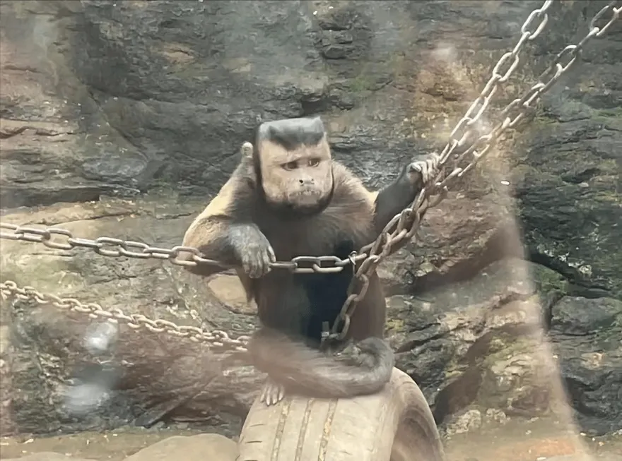 落腮鬍、微禿頭…目光超深情！「國字臉」猴哥一夜爆紅　網笑翻：工讀生嗎？