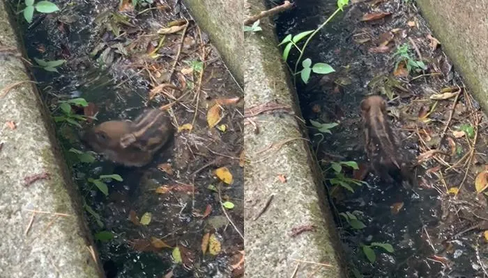 被發現啦！山豬寶寶「中秋節掉水溝」超慌　網爆笑：當時我在玩，然後被烤了…