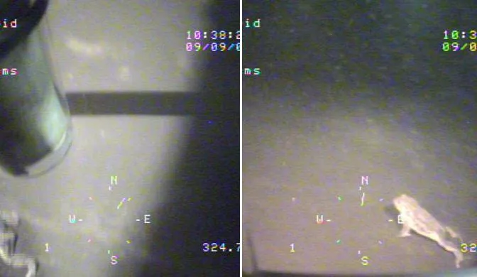 尼斯湖水底發現巨型生物！遭疑水怪真實面貌…百公尺深淵「驚見畸形巨大蟾蜍」